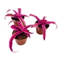 thumbnail image 2 of Cryptanthus Bivittatus, 2 inch Set of 3, Bright Pink Red Earth Star Tiny Mini Pixie Plants, 2 of 7