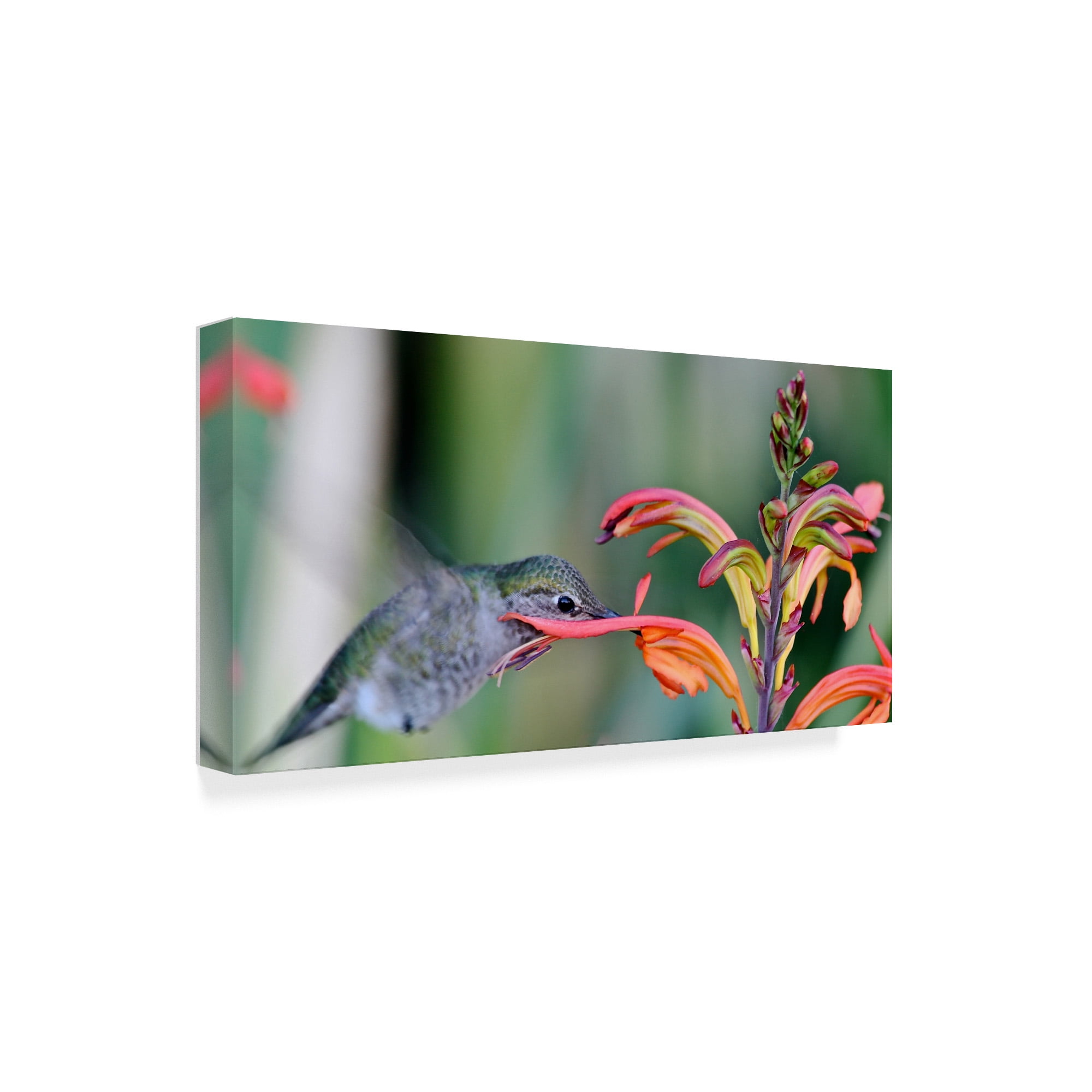 Humming Bird Closeup' Canvas Art by American School