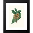 thumbnail image 2 of Aylmer Bourke Lambert 11x14 Black Modern Framed Museum Art Print Titled - Quercus Grandifolia - Magnolia-Leaved Oak. (1837), 2 of 5