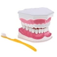thumbnail image 1 of Modelo de Lengua de es de Boca con Ampliación de Inferiores Extraíbles 2x , Fijación -15x12x9cm, 15x12x9 cm Baoblaze Kit de dientes de la boca humana, 1 of 7