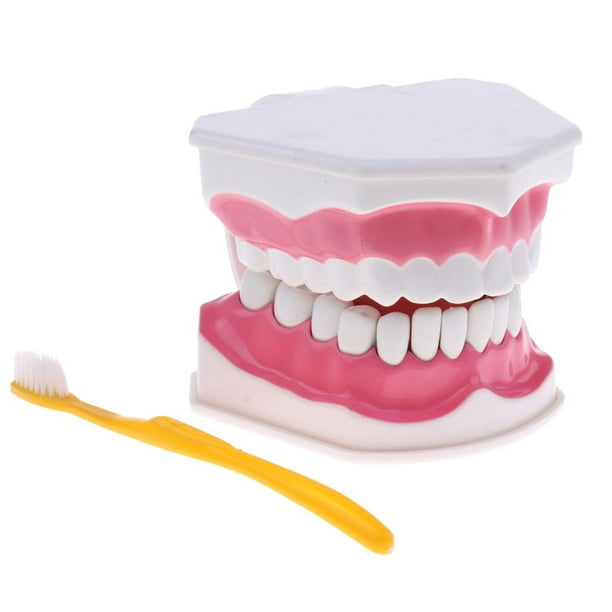 Modelo de Lengua de Dientes Dentales de Boca con Ampliación de Dientes Inferiores Extraíbles 2x Dientes Fijos Perfecl