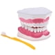 thumbnail image 1 of Modelo de Lengua de Dientes Dentales de Boca con Ampliación de Dientes Inferiores Extraíbles 2x Dientes Fijos Perfecl, 1 of 7