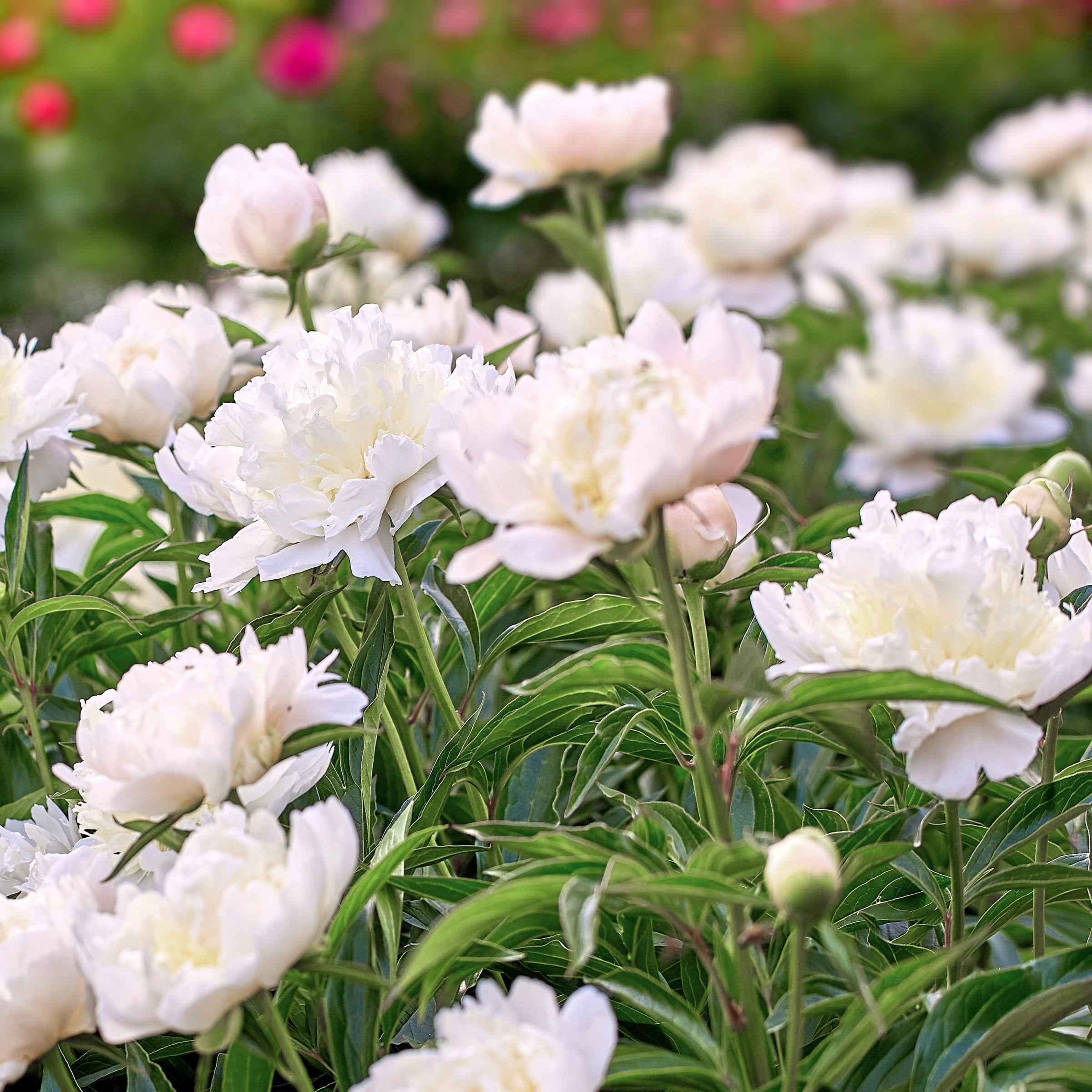 National Plant Network Peony Bulbs White Blooming (3-Pack)