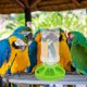 thumbnail image 4 of Hytrove Comedero Para Pájaros En Jaula Con Automático Fácil De Limpiar Y Duradero, 4 of 8
