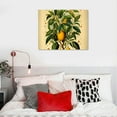 thumbnail image 3 of Vintage Lemon Botanical Farmhouse Wall Art Poster Print:20×16in Unframed Boho Flower Decoration Prints, Nature Pictures, Aesthetic Floral Posters for Bedroom, Bathroom, Kitchen &amp; Office Decor, 3 of 3