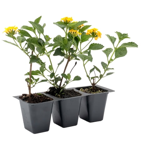 3 New Gold Lantana – Golden Yellow Flowering Shrub for Borders, Containers, & Pollinator Gardens (Lantana camara ‘New Gold’) in 2.5? Cubes, Live Plants