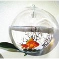 thumbnail image 3 of Kmbangi Wall-Mounted Glass Flower Pot Transparent Globe Shape Hanging Vase Planter, 3 of 10
