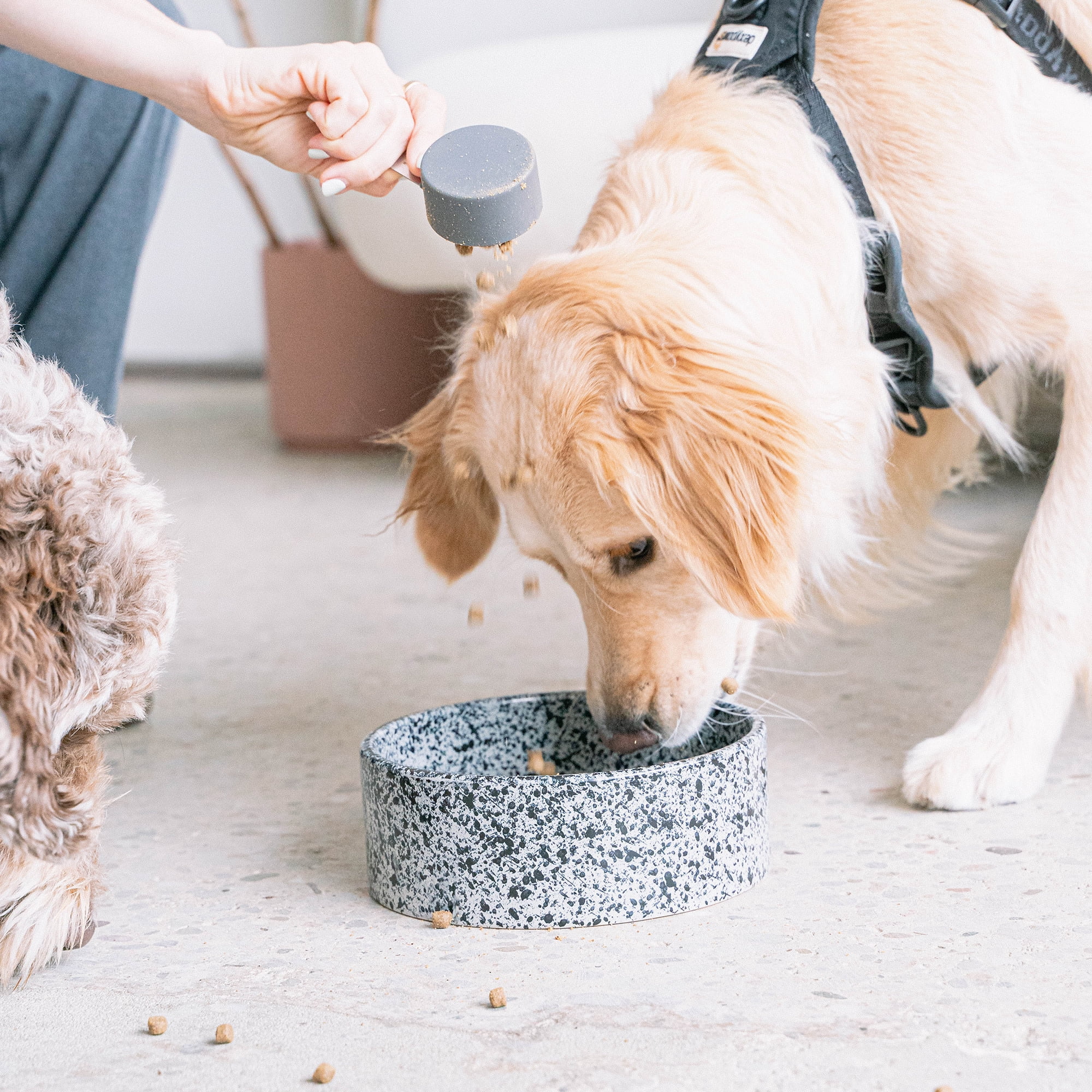 Dexypaws: Ceramic Dog Bowl: Salt & Pepper - 26oz - Pet Feeding Dish, Meals Food & Water, Dishwasher Safe, Non-Toxic, Non-Tip Design, Stylish Paw Print