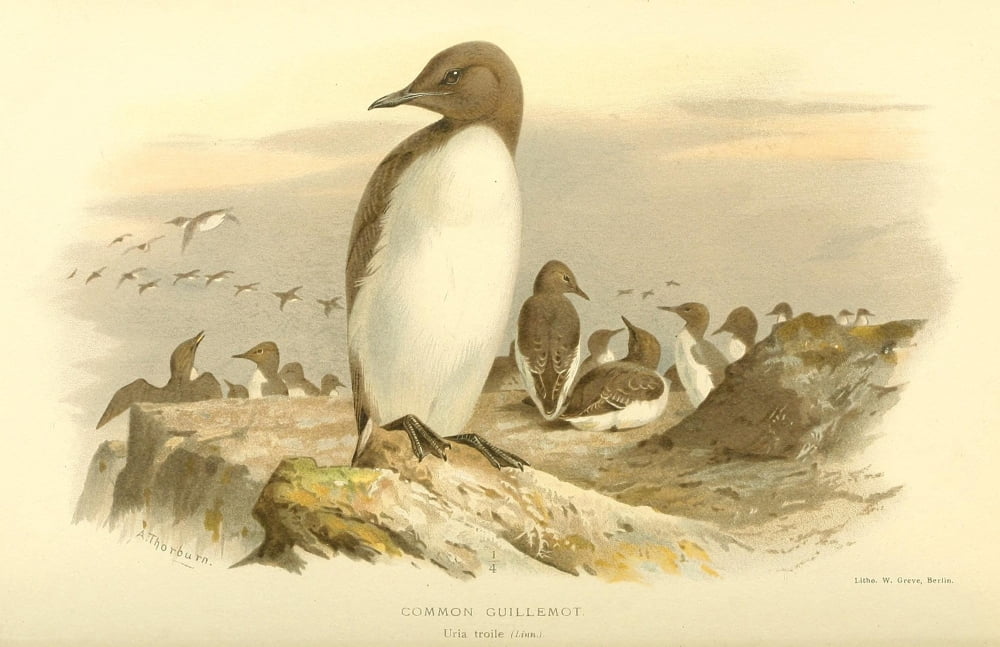 Birds Of The Britis