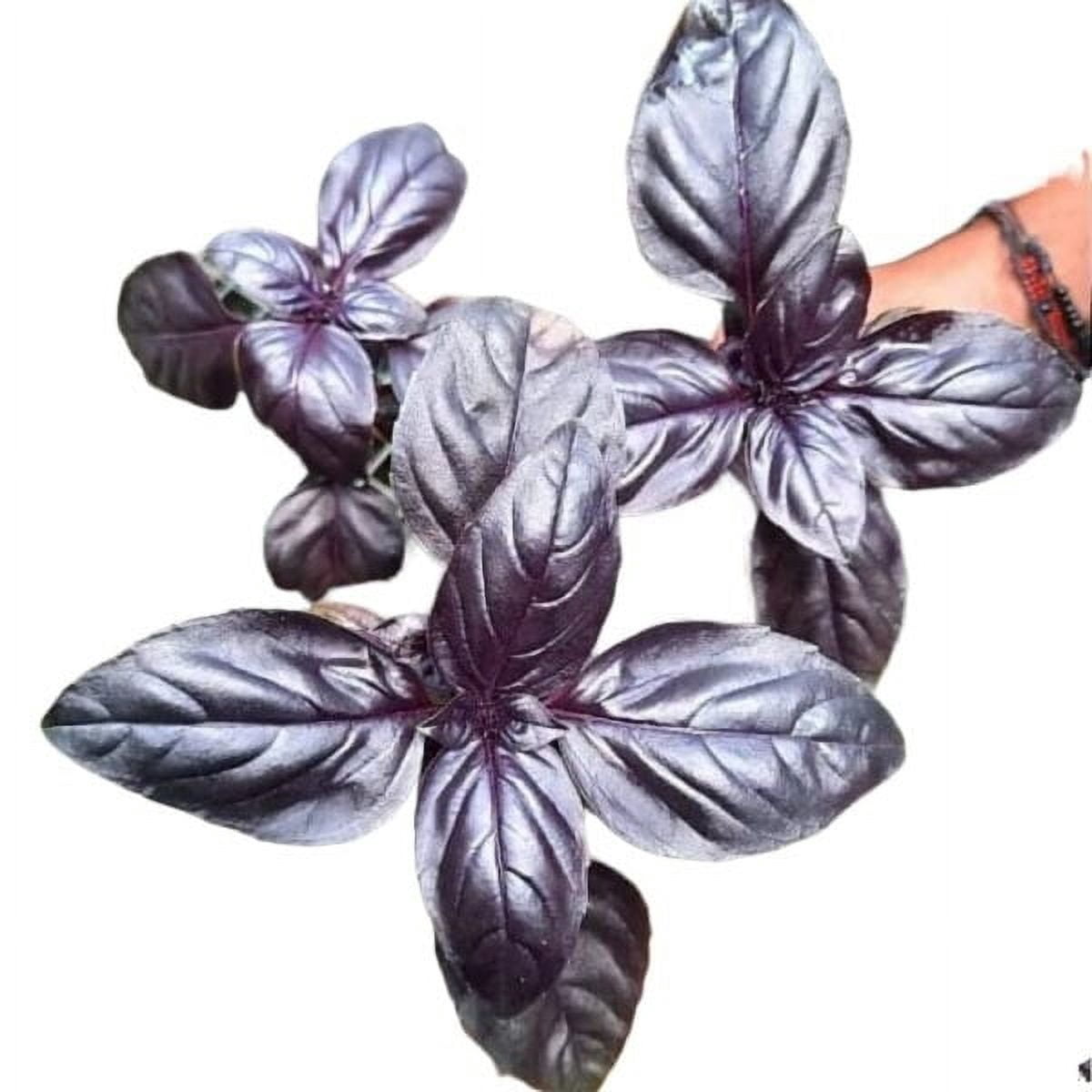 Basil "Genovese" Organic Seeds