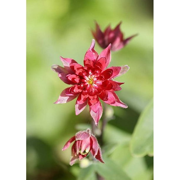 Clementine Red Columbine Perennial Plant Aquilegia Quart Pot