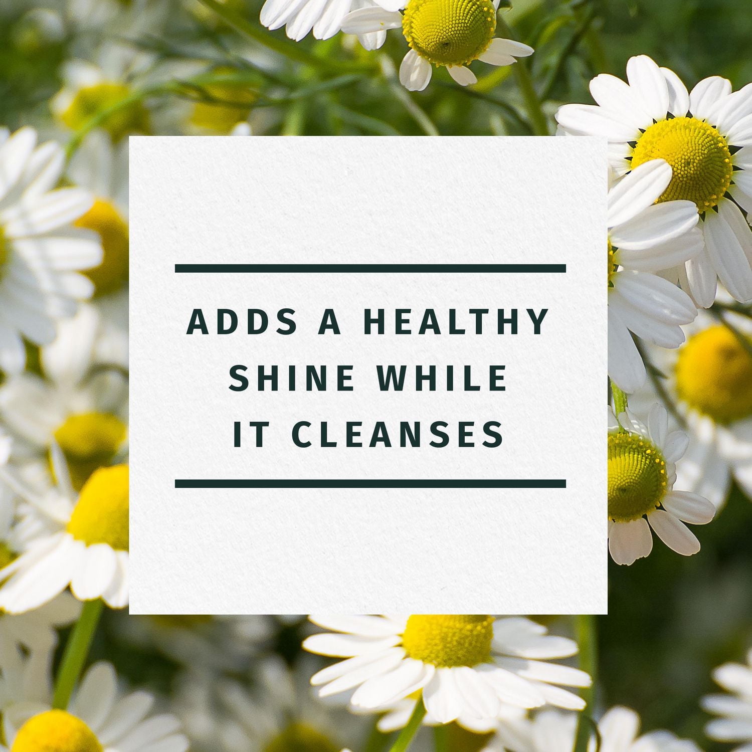 Herbal Essences Chamomile Shine Shampoo, 400ML