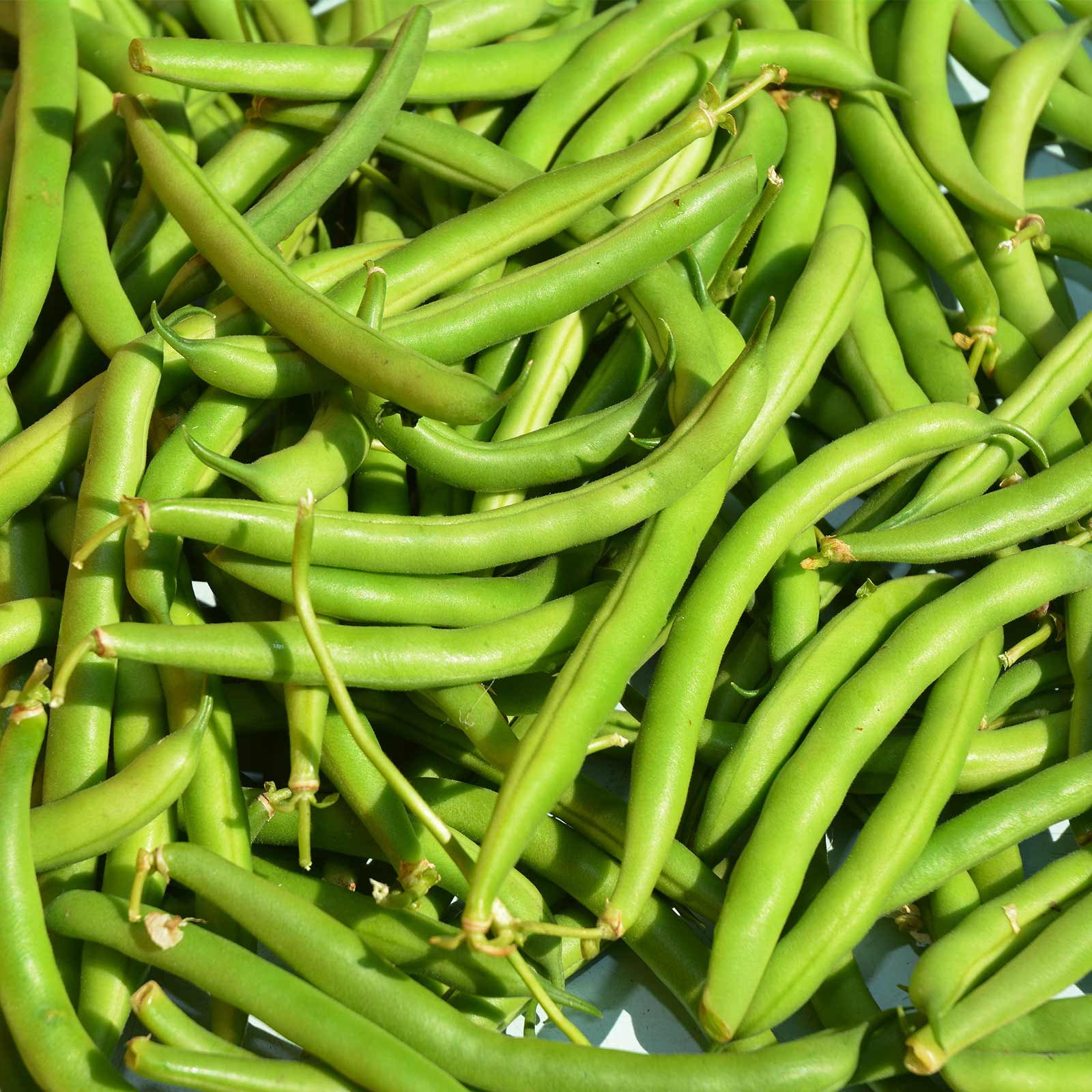 50 Heirloom Hand Selected Jade Green Bean Seeds 