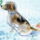 thumbnail image 2 of Abrigo impermeable para perros y gatos pequeños, con capucha, ajustable, en PVC, transparente y ultraligero borde rosa M Kuyhfg Bienvenido a Kuyhfg, 2 of 4