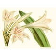 thumbnail image 2 of Curtis 32x25 White Modern Wood Framed Museum Art Print Titled - Antique Amaryllis VI, 2 of 4