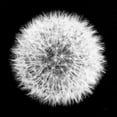 thumbnail image 2 of Aledanda 12x12 White Modern Wood Framed Museum Art Print Titled - Dandelion on Black I, 2 of 4