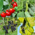 thumbnail image 2 of Red para plantas trepadoras, red de estacas de malla grande, red de polietileno para enrejado de plantas trepadoras, para tomates, uvas, pepinos y otras frutas y verduras, 2 of 5