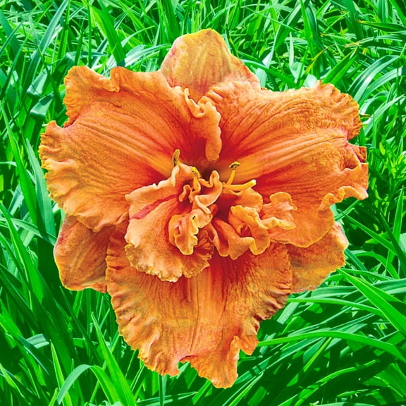 Direct Gardening Double Dwarf Persimmon Daylily Dormant Bare Root Orange Flowering Starter Plant