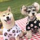 thumbnail image 2 of Ropa de verano para perros, ropa para cachorros, ropa para perros pequeños y medianos, ropa para mascotas, abrigo para gatos y perros, chaqueta York Pug-White_(whiteM), 2 of 5