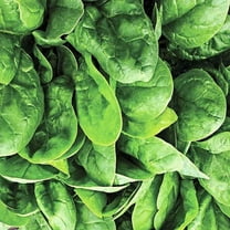PAPAW'S GARDEN SUPPLY LLC. HELPING THE NEXT GENERATION GROW! Seaside Hybrid Spinach 150 Seeds