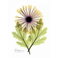 thumbnail image 2 of Koetsier, Albert 15x18 Gold Ornate Wood Framed with Double Matting Museum Art Print Titled - Chrysanthemum in Color, 2 of 4