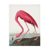Trademark Fine Art Pictufy Pink Flamingo Ii From Birds of America Canvas Wall Art