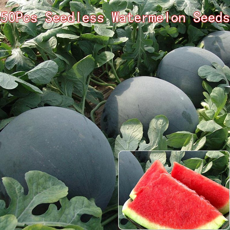 watermelon Seeds Seedless watermelon sweet juice very tasty easy growing 50x 