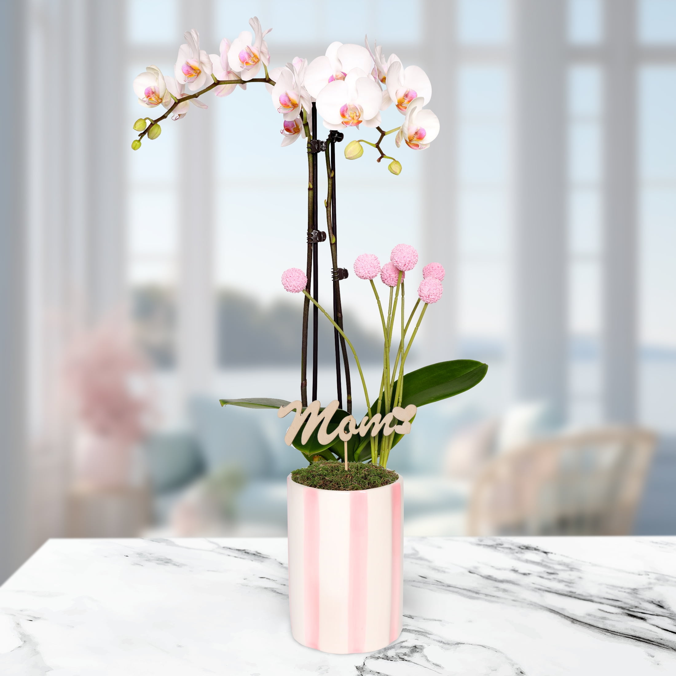Live 5in White Orchid in Pink and White Striped Pot with 'Mom' Pick – Perfect Gift
