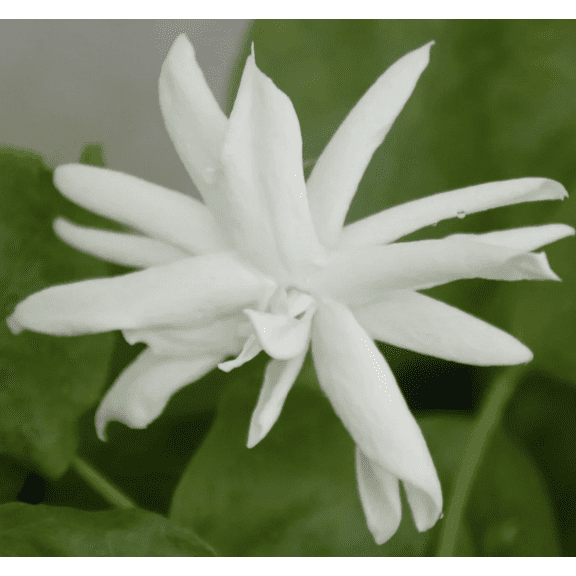 Belle of India Jasmine Live Plant, 1 gal Pot, 1 count