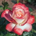 thumbnail image 4 of Heirloom Roses Roses Plants Live - Mercury Rising Hybrid Tea Rose Plant, 4 of 4