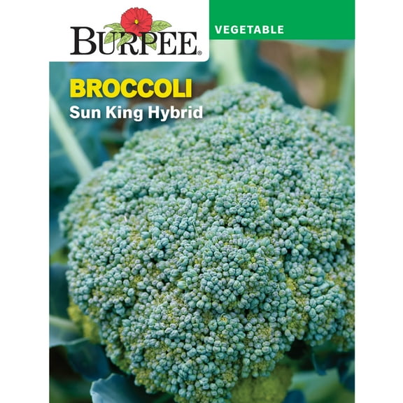 Burpee Sun King Hybrid Broccoli Vegetable Seed, 1-Pack