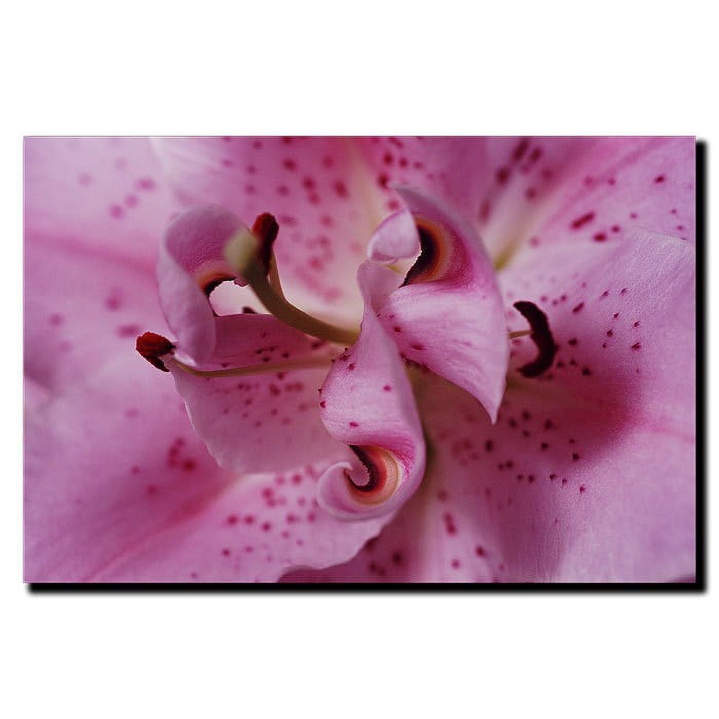 Trademark Art "Lily Abstract" by Kurt Shaffer