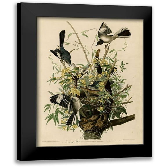Vintage Apple Collection 12x14 Black Modern Framed Museum Art Print Titled - Mocking Bird