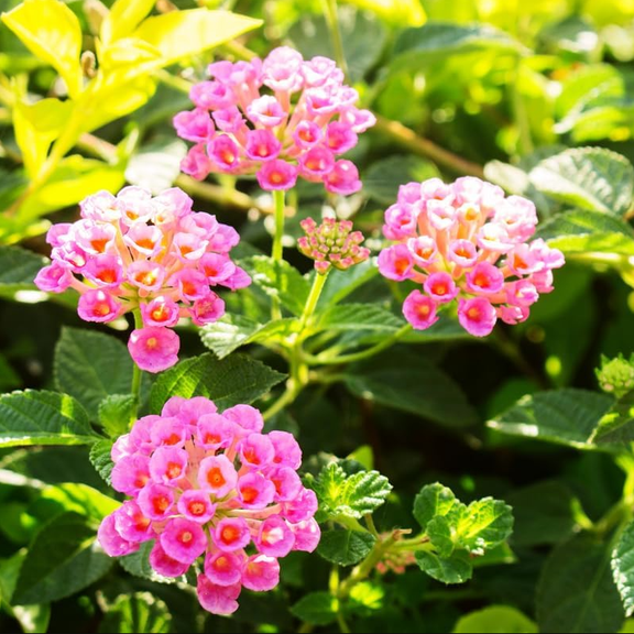 Lantana Pink Live Starter Plant for Planting, Perennial Flowering Lantana Well Rooted, Outdoor Growing, 4 to 6 Inch Tall, Ship No Pot