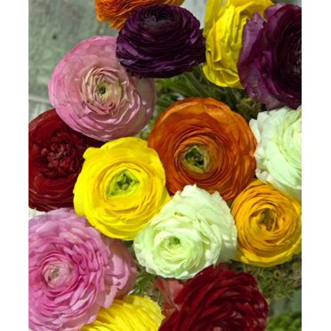 50 Ranunculus Mixed Shades Flower Bulbs - Perennial For Spring & Fall Blooms