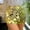 Gold, variant on Mini Skirt Festival Skirt Beaded Street Style Solid Color Handmade Bead Trim High Waist A Line Midi Skirt Elastic Waist Embellished Party Club Casual Weekend Fashion Mini Skirt Festival