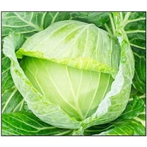 Golden Acre Cabbage Seeds - 250  Seeds - Made in USA, Ships from Iowa