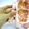 thumbnail image 3 of Ensemble de Jouets Modèle Corps Humain pour Enfants Modèle Anatomie Torse Détachable, 3 of 10