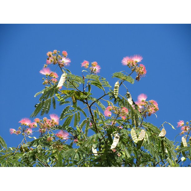 Peel N Stick Poster Of Persian Silk Tree Albizia Julibrissin Pink Silk Tree Poster 24x16 Adhesive Sticker Poster Print Walmart Com Walmart Com