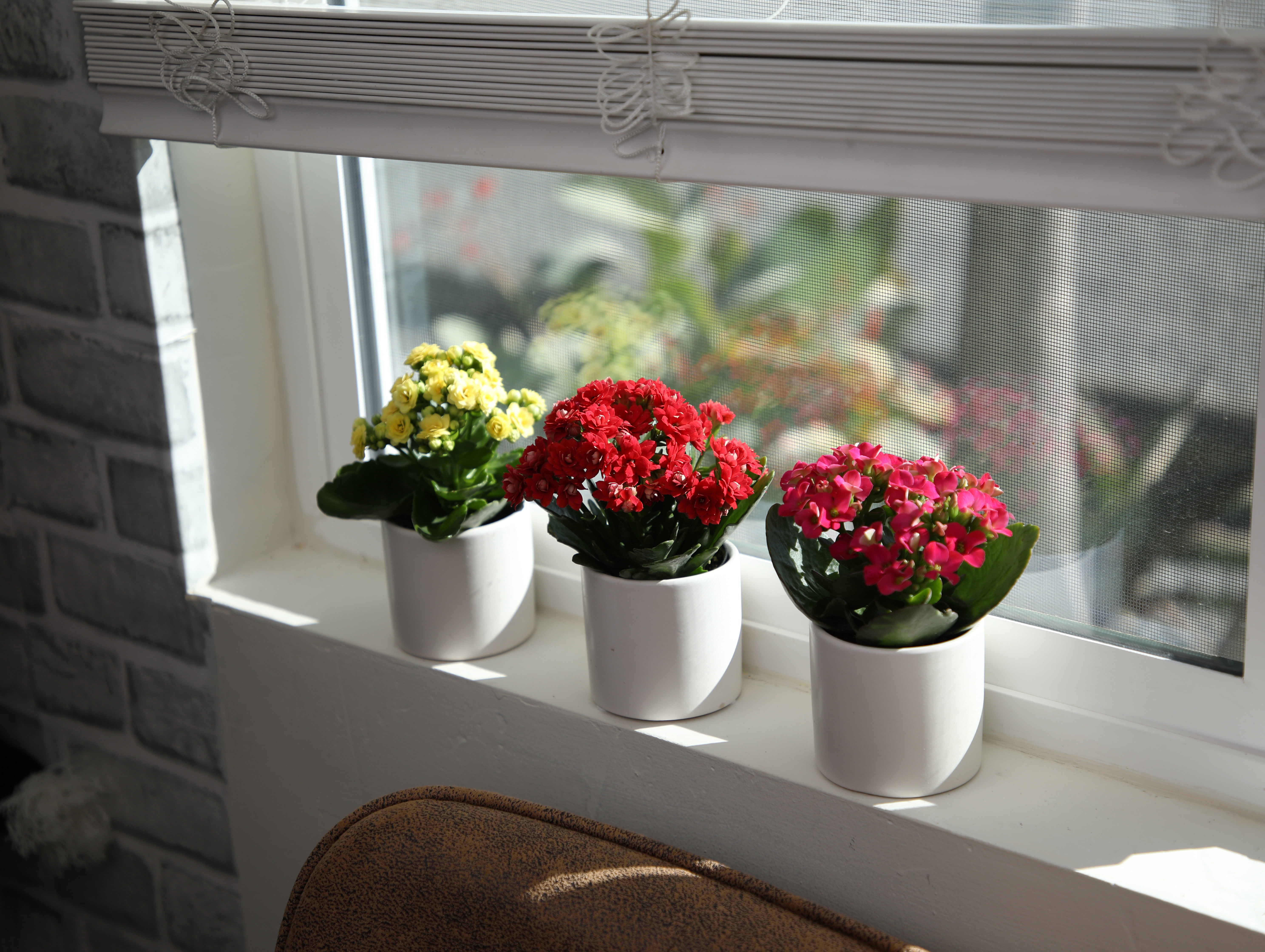 Blooming Kalanchoe Décor | 3 Live Succulent Plants in 2.5" White Planters | Element by Altman Plants