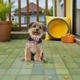 thumbnail image 4 of unbranded Joyería Para Mascotas Con Collar Ajustable Y Colgante Para Perros Y, 4 of 6