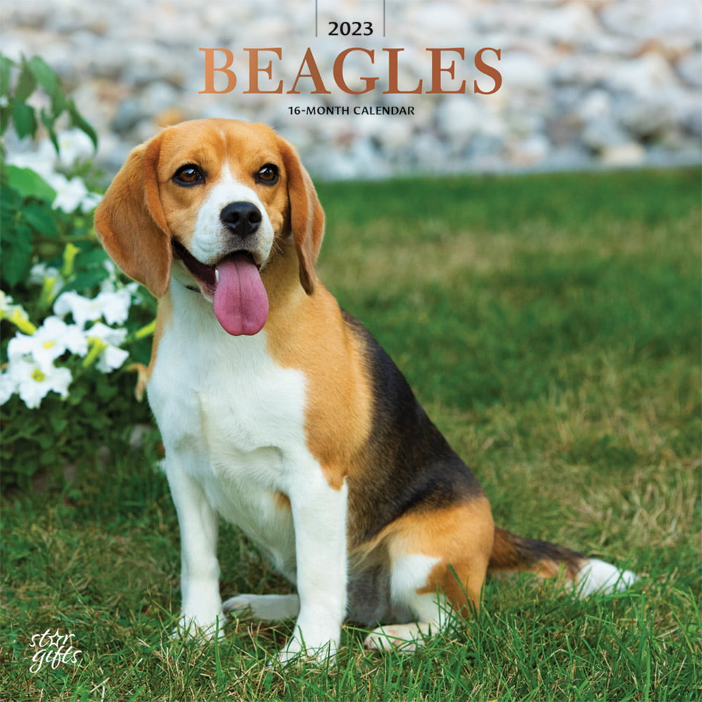Music Box Snoopy Like Beagle 15 Inches
