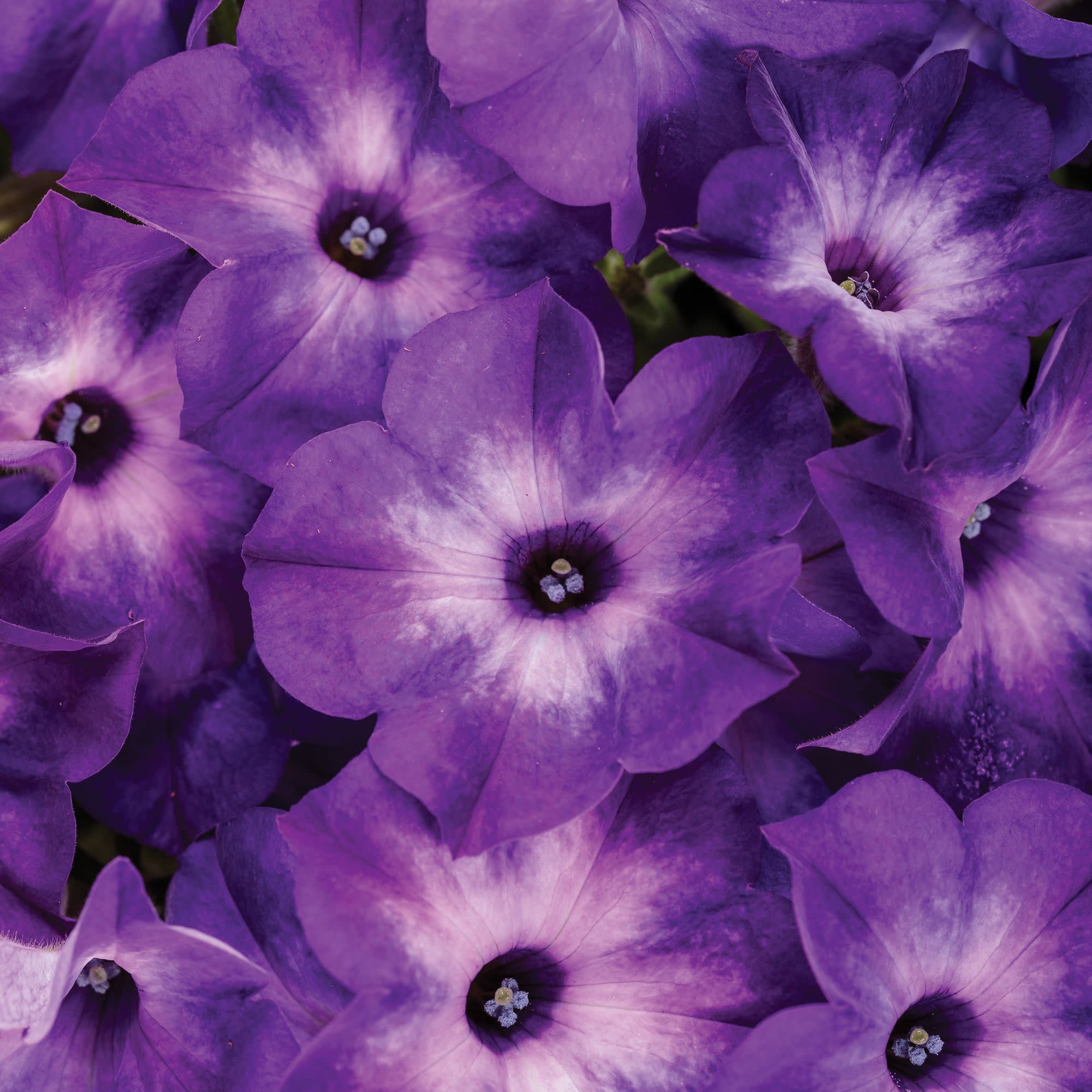 Proven Winners 4" Purple Supertunia Blue Tiara Petunia Live Plant in 4.25" Pot (4 Count)