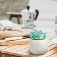 thumbnail image 4 of Mini Blue Artificial Succulent in Pots (White Ceramic, 4 Pot Set) Fake Plants for Indoors, Office Decor Blue, Room Decorations Aesthetics & Office Home Decor Gifts-Faux Plant, 4 of 5
