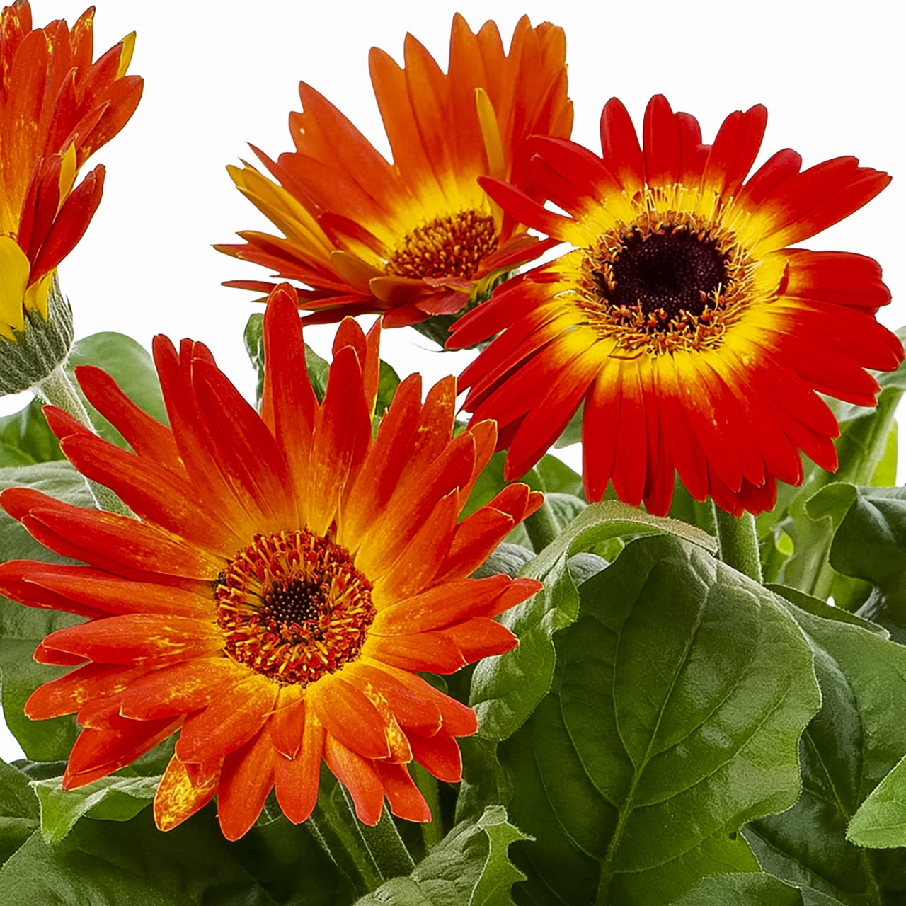 Expert Gardener 1.5gal Orange Yellow Gerbera Daisy Live Annual Plant Hanging Basket Sun