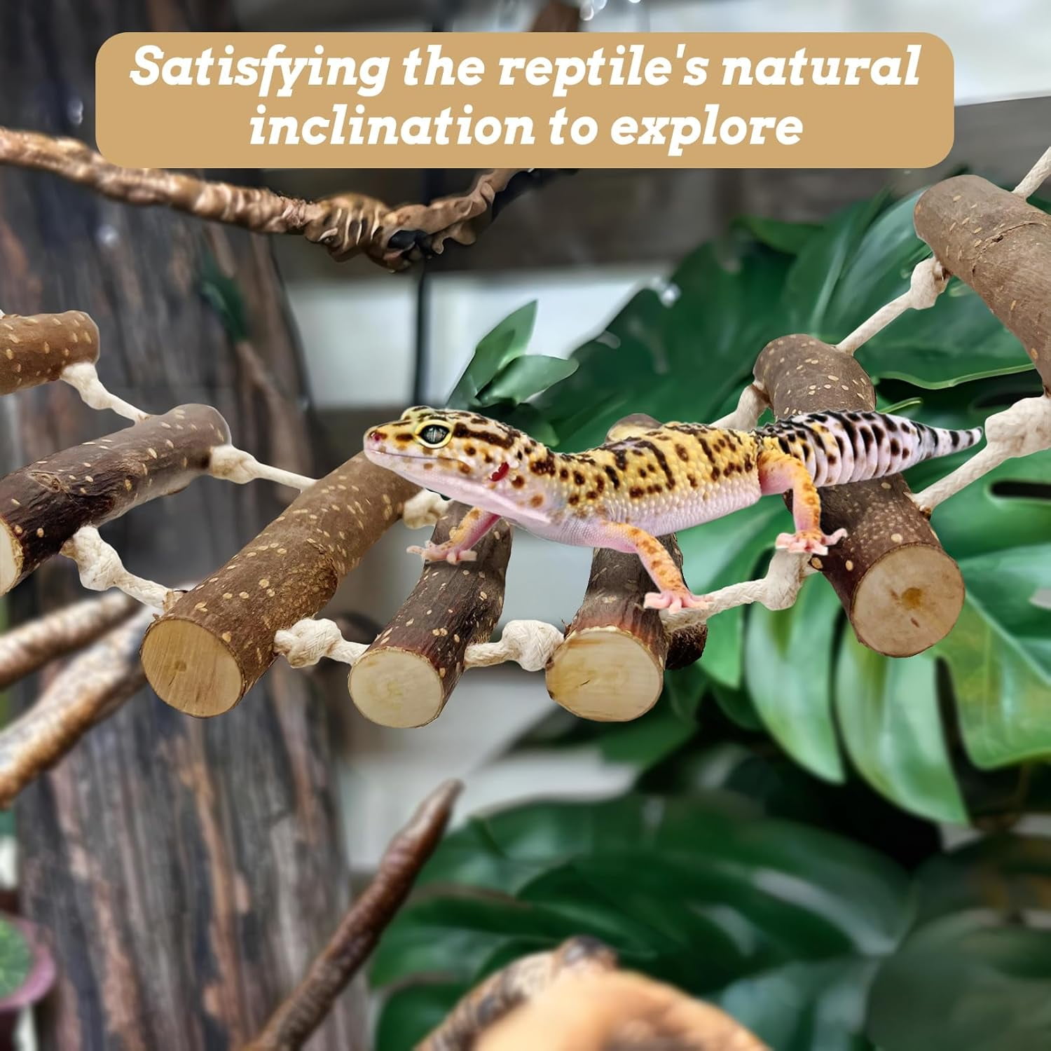 Reptile Bridge Climbing Ladder Wooden Basking Lounger Tank Accessories for Hermit Crab Bearded Dragon Chameleon Lizard (Fruit Wood)