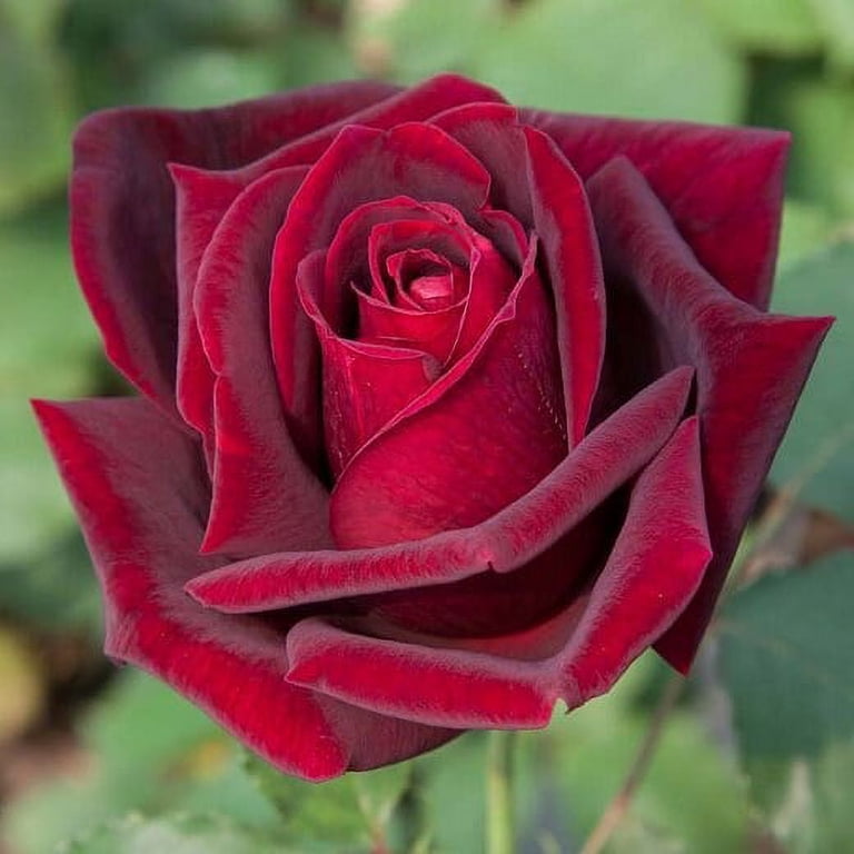 African Magic Roses Black Magic Rose Bush