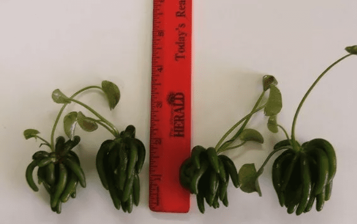 Banana Plant Nymphoides Aquatica Live Aquarium Plant – Easy Freshwater Fish Tank Plant