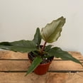 thumbnail image 2 of Pluto Philodendron - Live Plant in a 4 Inch Pot - Philodendron Erubescens - Extremely Rare and Beautiful Indoor Houseplant - A Rare Tropical Masterpiece, 2 of 5