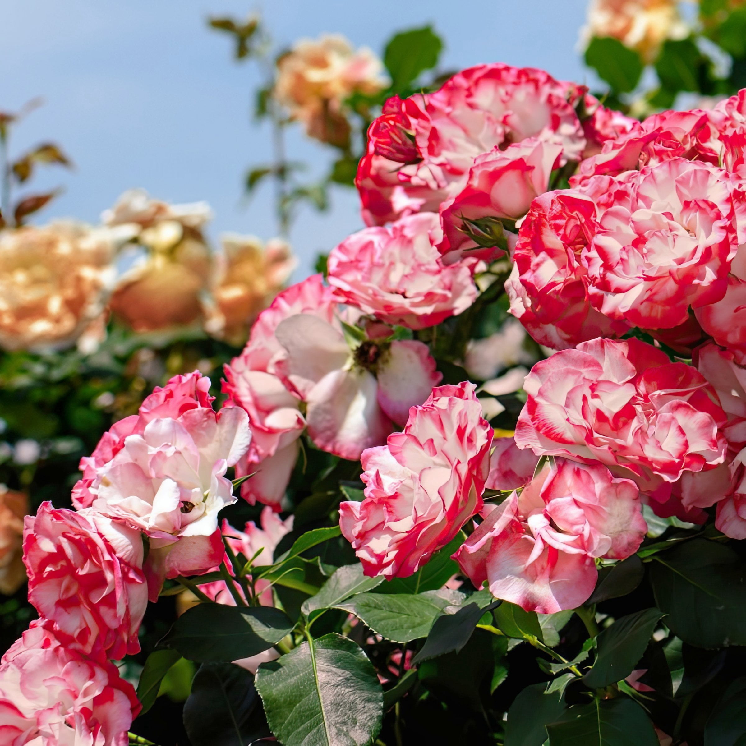 National Plant Network Bare Root Rose Cherry Parfait with Multicolor Flowers